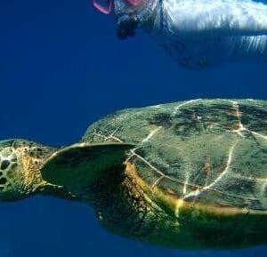 Makena Turtle Town Eco Adventure