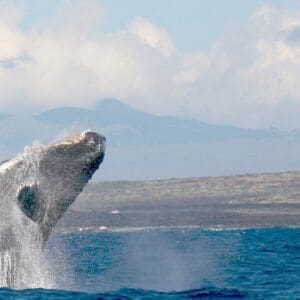 Whale Watching