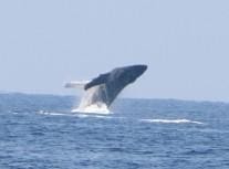 Whale Watch OE1