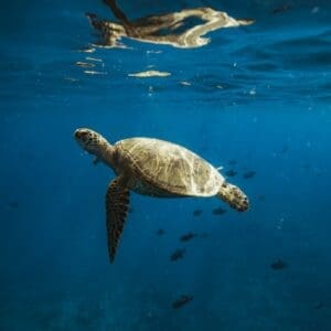 Private Catamaran Cruise & Snorkeling Keanuenue