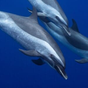 Dolphin Excursion