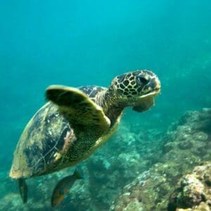 Na Pali Snorkel Adventure