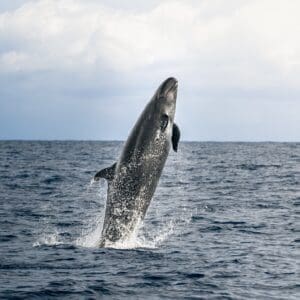 Whale Watching on the Kona Coast