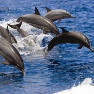 West Oahu Dolphin Snorkel Sail