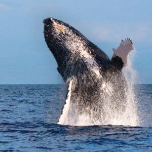 Spirit of Aloha Whale Watch Tour