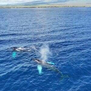 Private Whale Watch Cruise Monohull Nova
