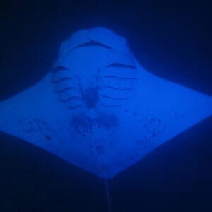 Manta Magic