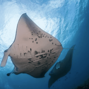 Manta Ray Experience
