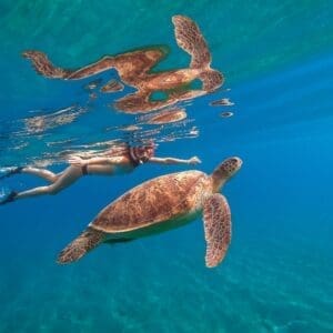 Turtle Snorkeling(+Thrilling 20ft Jumping Platform)