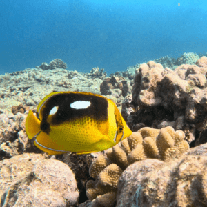 Discover Dive