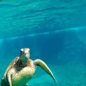 Snorkel With Turtles