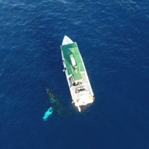 Humpback Whale Watch 2 Hours