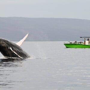 2 Hour Small Group Whale Watch MONOHULL