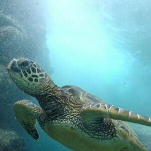Ultimate Ocean Encounter-OE3