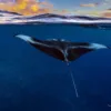 Sunset Cruise + Manta Ray Watch