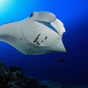 SECOND MANTA RAY NIGHT SNORKELING TOUR