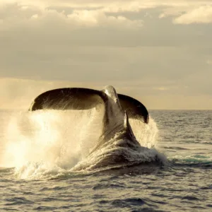 Tourists watching whales breach near the boat
