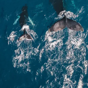 Whale watching cruise departing from Waikiki shores