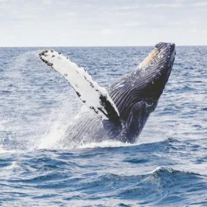 Whale watching tour capturing majestic whales in ocean