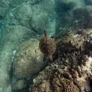 Catamaran cruise snorkeling at Turtle Canyon in Waikiki