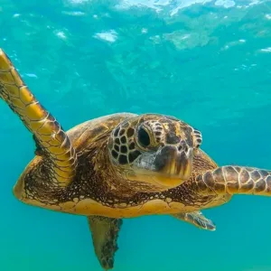 Snorkeler observing sea turtles in clear ocean waters
