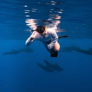 Dolphins and turtles seen during guided snorkeling safari