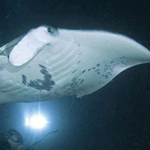 Diver swimming near graceful manta rays underwater