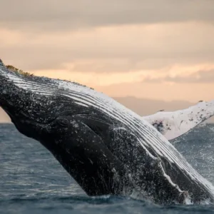 Boat passengers watching humpback whales breach near Kauai coast