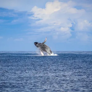 Deluxe whale watching sail off Kona coast