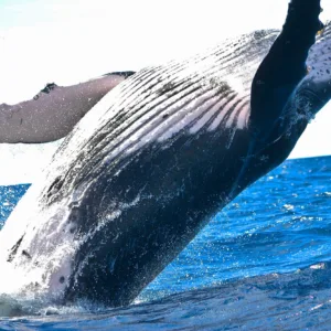 Whale breaching in the ocean during tour