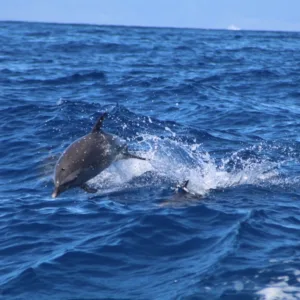 Eco-friendly raft tour searching for dolphins and whales