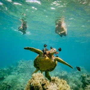 Discover colorful coral gardens and swim with turtles for three hours