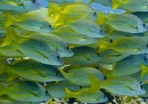 Introductory scuba diving experience for beginners