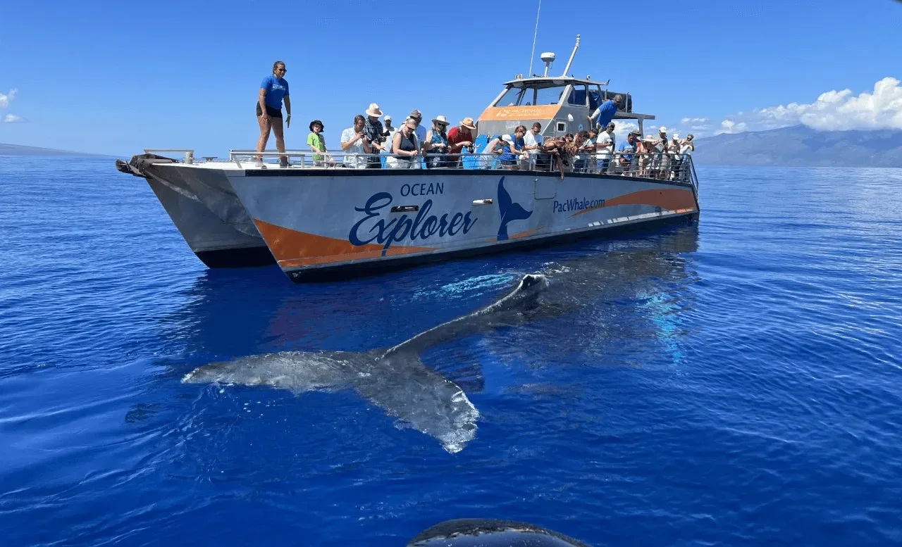 Sailing whale watching tour with ocean sounds and wildlife
