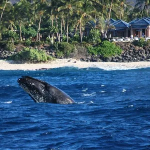 Early morning whale watching from Alala boat