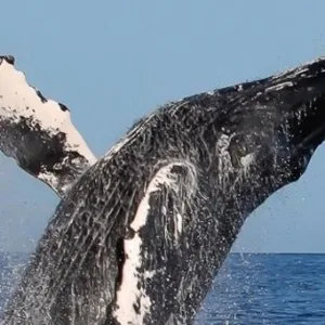 Passengers on catamaran whale watching in Hawaiian waters