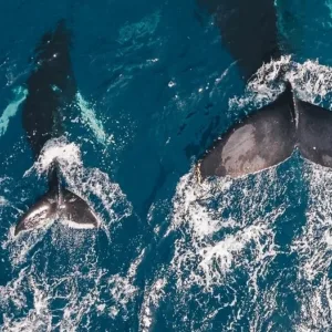 Boat cruising Waikiki coastline during whale watching tour
