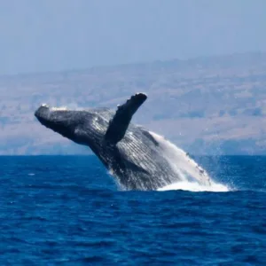 Whale watching boat on ocean near Kawaihae