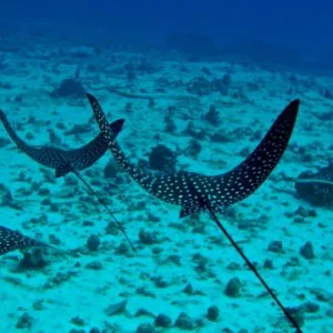 Scuba divers exploring a sunken shipwreck underwater