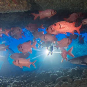 Certified diver exploring underwater at night