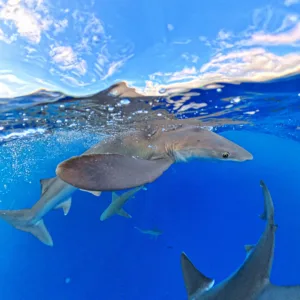 Small-group whale watching tour off Kona coast