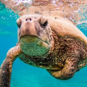 Afternoon snorkeling tour along Oahu's leeward coast