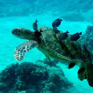 Private wildlife charter exploring Oahu's ocean