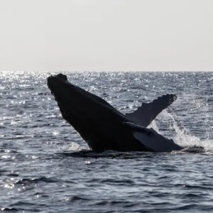 Seasonal whale watching tour off Honolulu coast