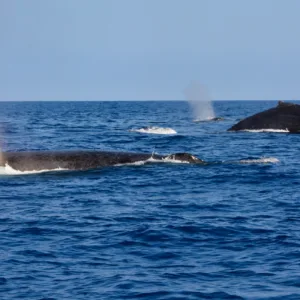 Small boat whale watching with naturalist guide