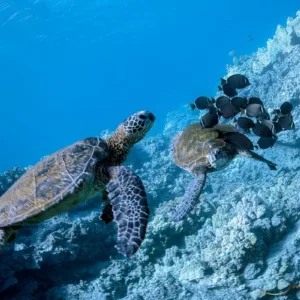 Family snorkeling near Hawaiian green sea turtles