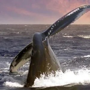 Sunset sail along Oahu’s west coast with whale tail sightings