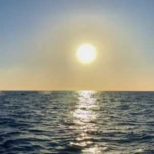Boat cruising Kona Coast during sunset whale watching