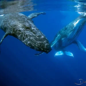 Small boat tour spotting humpback whales off Kohala Coast