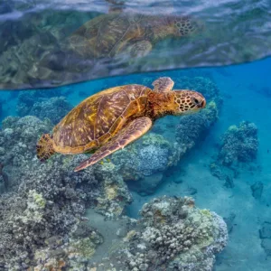 Certified lifeguard crew assisting snorkelers onboard